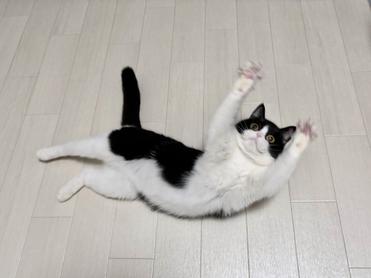 ねむちゃん tweet media