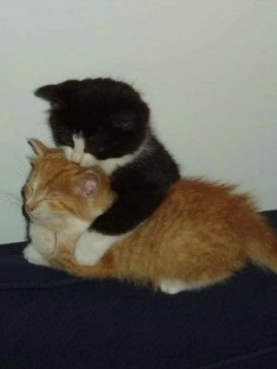 PostofcatsX's tweet photo. Us ? https://t.co/SugxmFfiRw