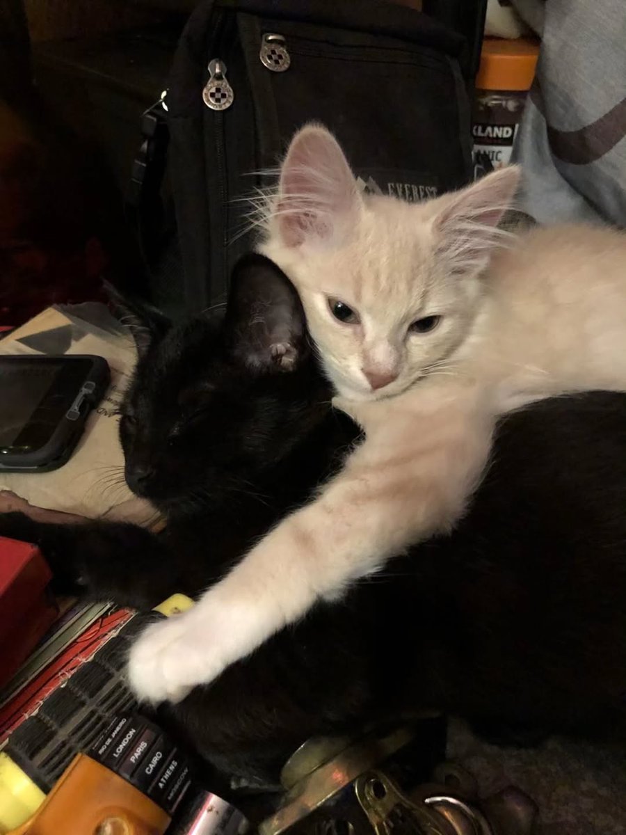 PostofcatsX's tweet photo. Us ? https://t.co/SugxmFfiRw