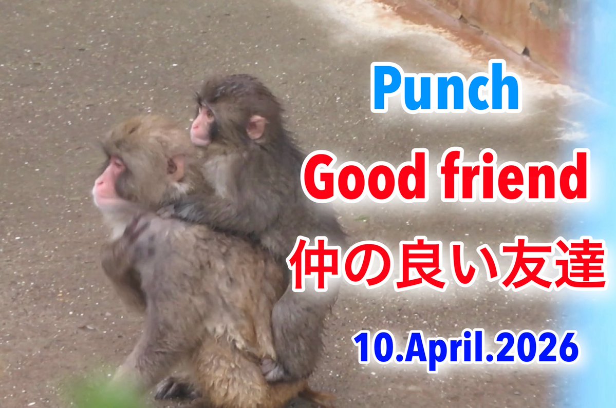 gechu7's tweet image. 10.April.2026
Good friend 仲が良い友達

#がんばれパンチ
#monkey
#punchthemonkey 

youtu.be/M0YuuUZUXAA?si…
