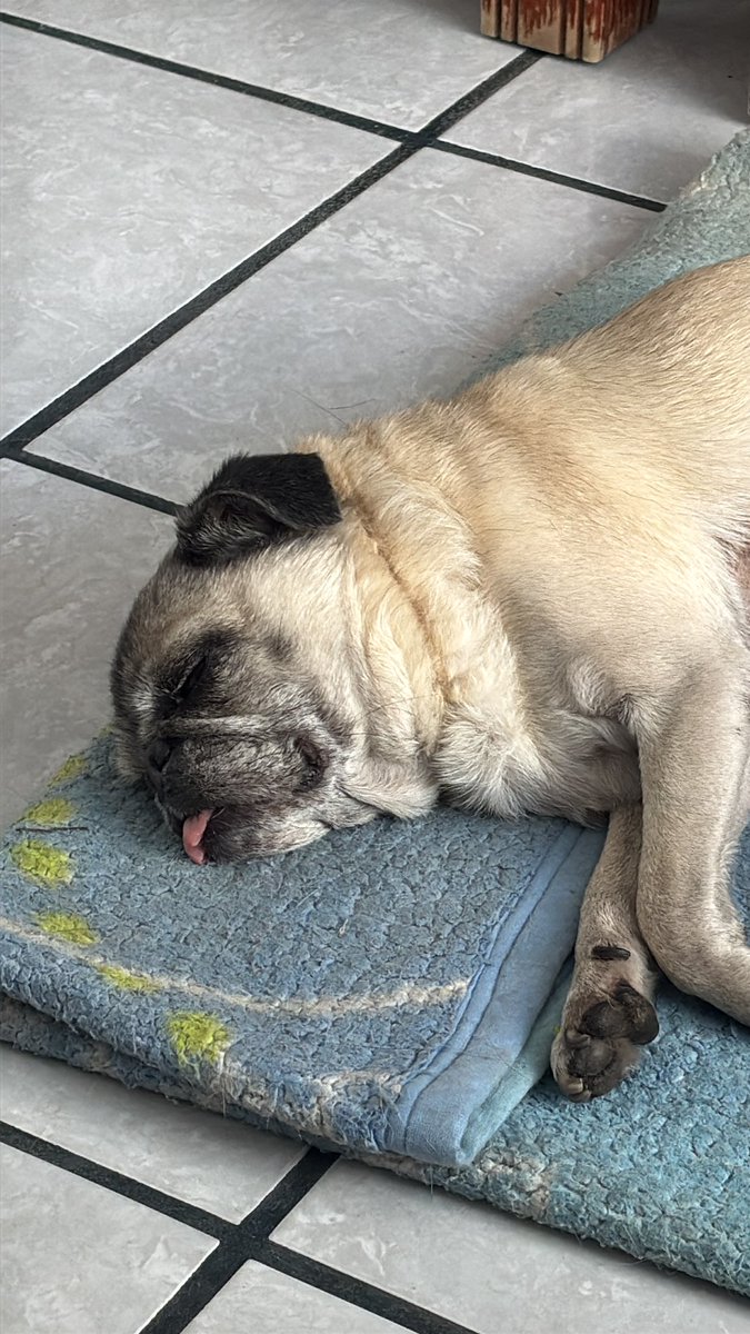 andreaveris's tweet photo. Perritos a la plancha, duermen como si trabajaran 🥹 https://t.co/gRZsTN5QeD