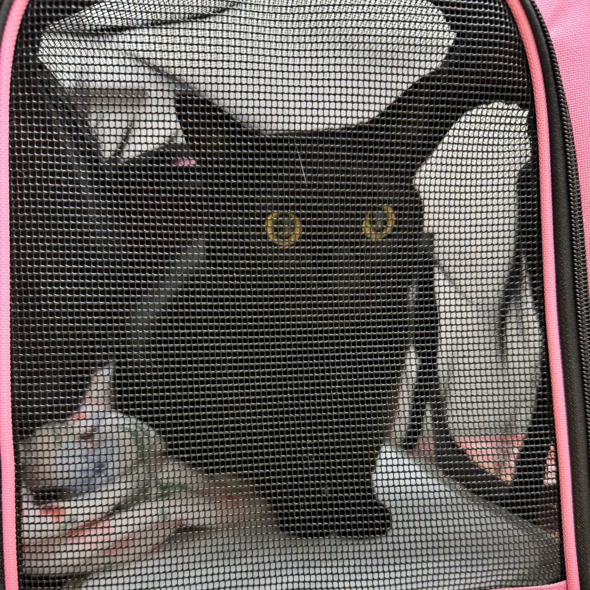 cassandra the cat ⏾ tweet media