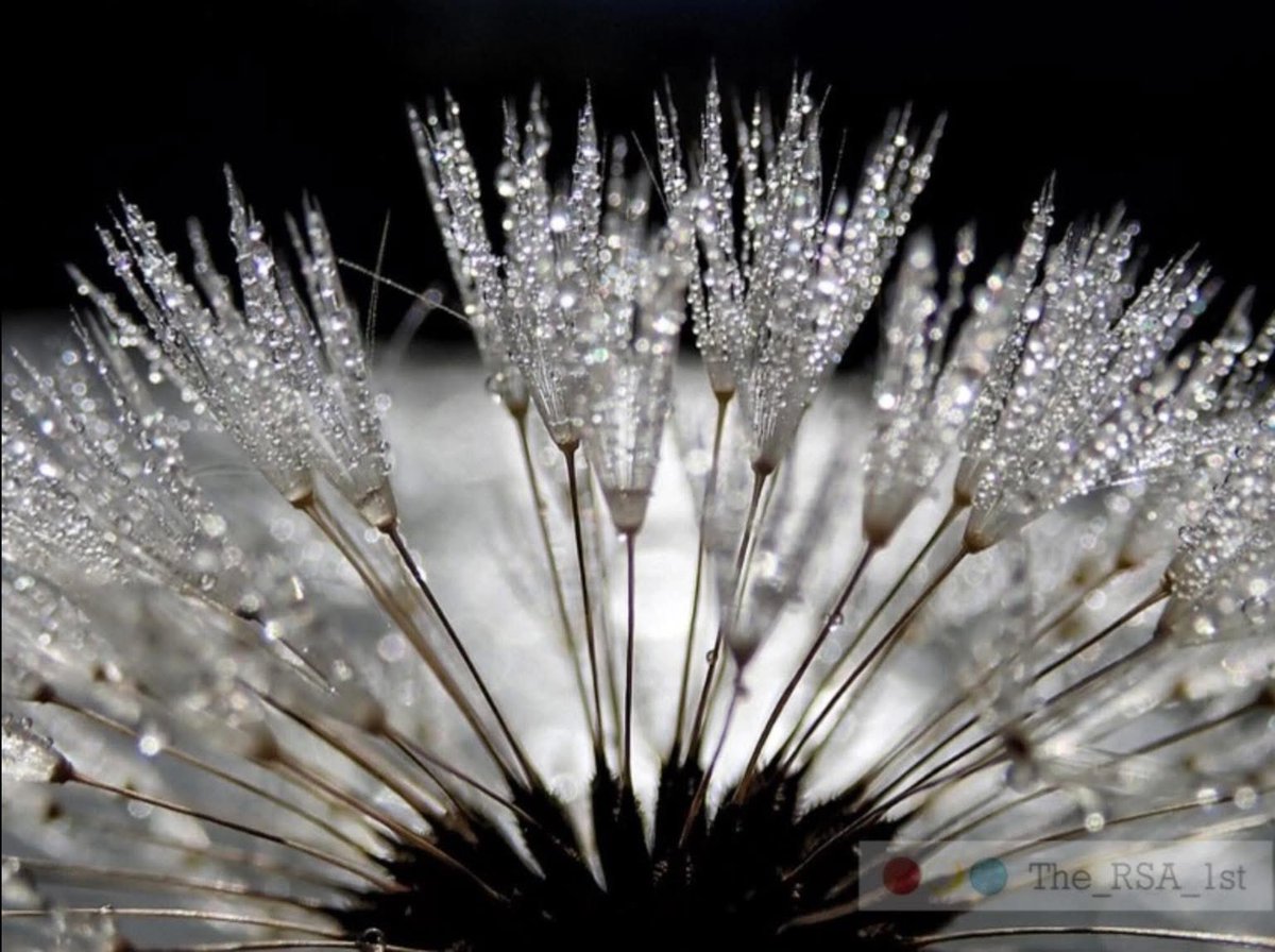 Sky* Ronald Stocker – Born in Ocean Falls B.C. tweet media