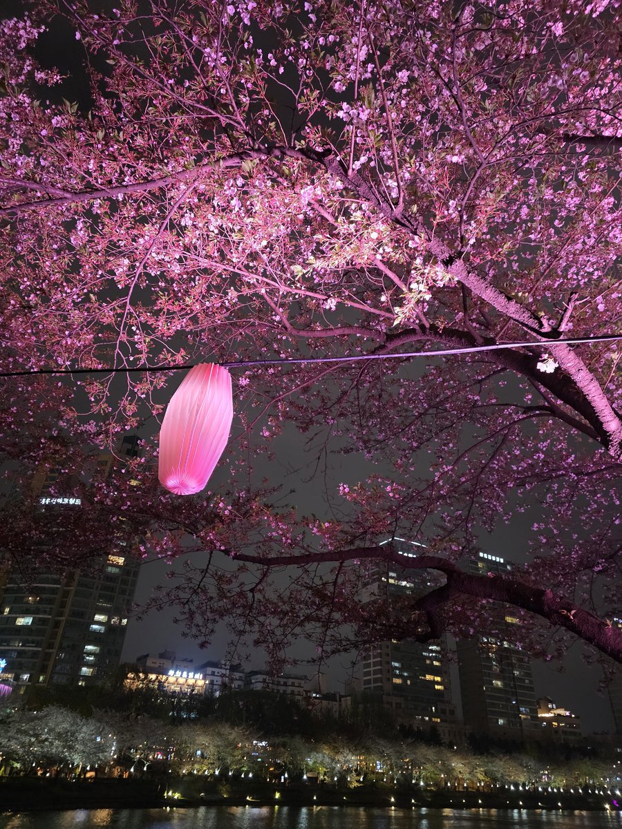 Ring૮.・ﻌ・ა tweet media