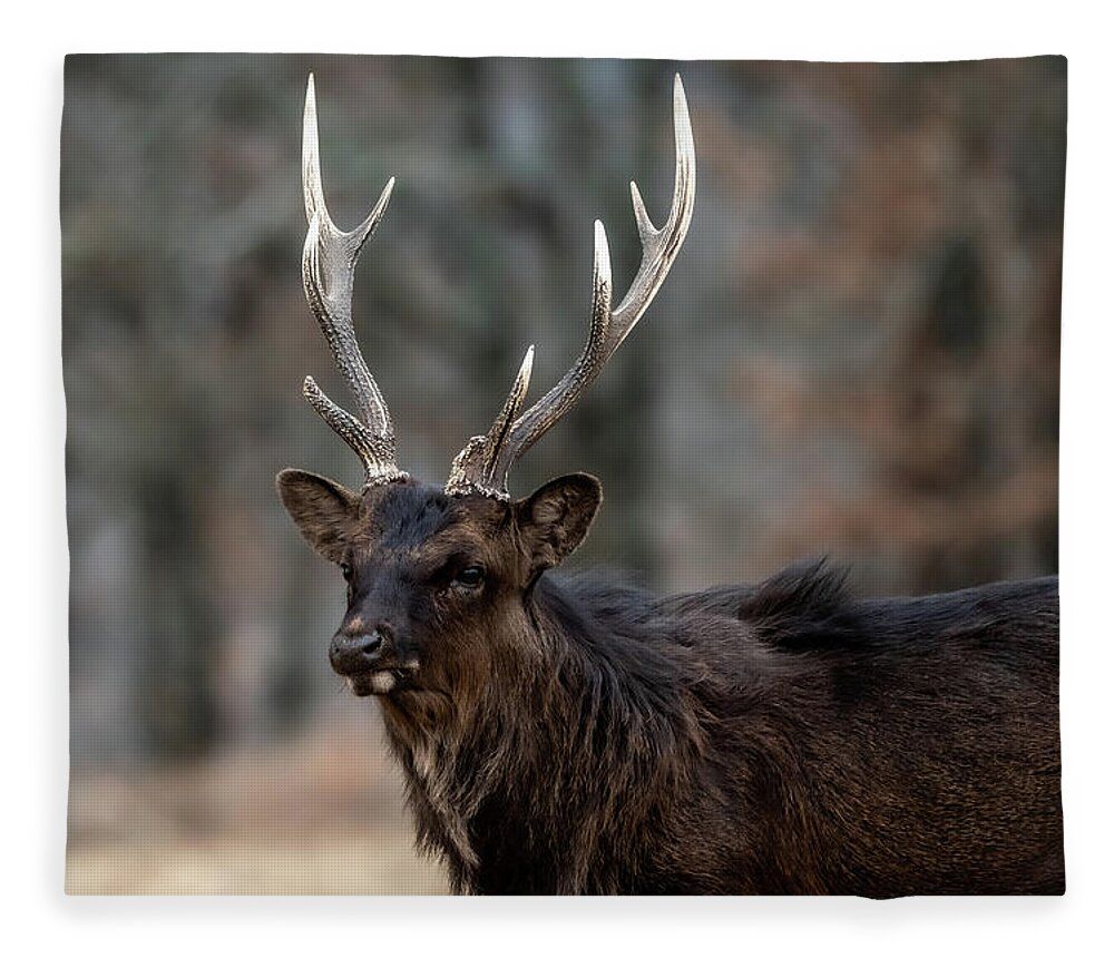 DebraMartz's tweet image. Exotic Deer, a Sika, at Woolaroc in Bartlesville, Oklahoma
debra-martz.pixels.com/featured/exoti…
@DebraMartz
#deer #Sika #animal #mammal #exotic #woolaroc #Bartlesville #oklahoma #giftideas #blanket #homedecor #wallart and more