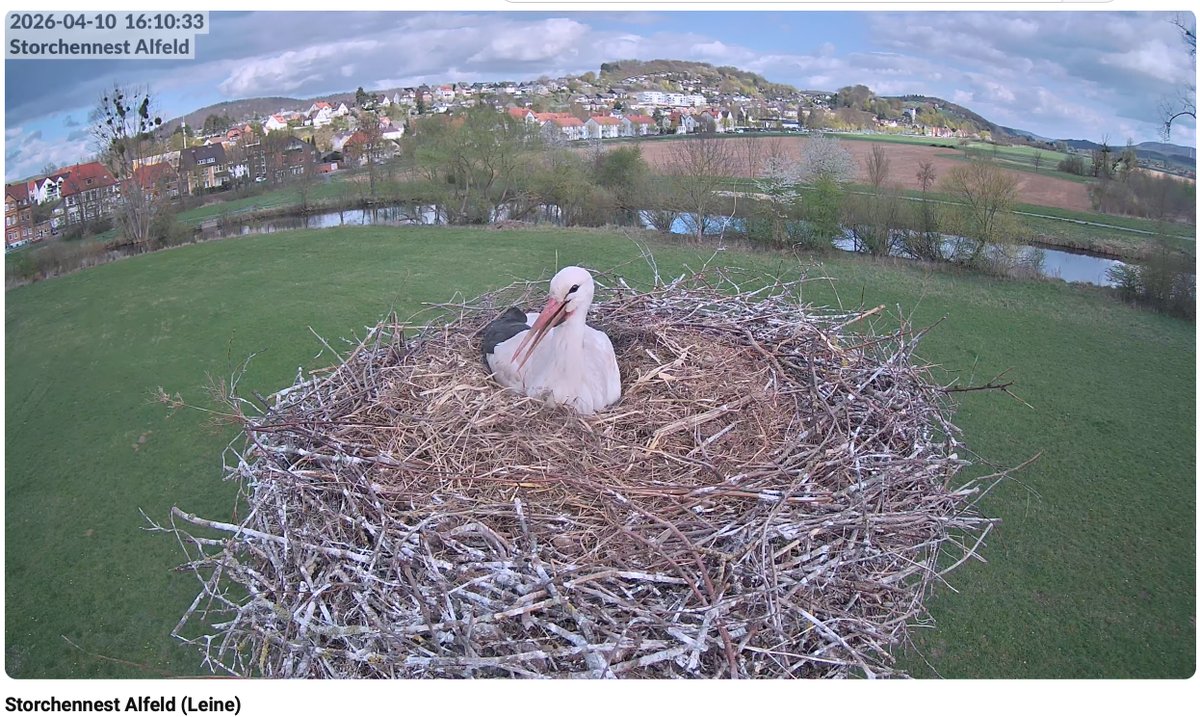 stork families in the evening 😊