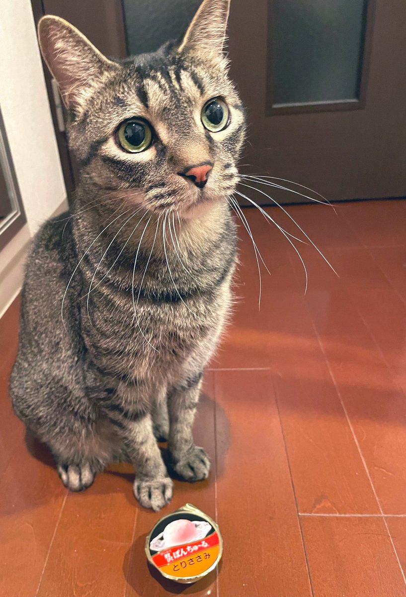 amanescroc's tweet photo. 8歳になった猫 https://t.co/7aqRawteMg