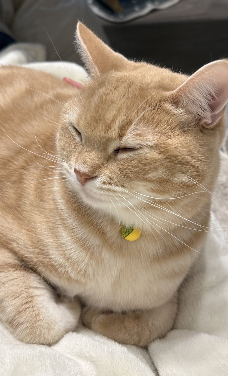 ぷくり tweet media