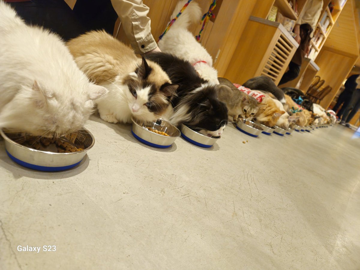 SORA_backdoor's tweet photo. 久しぶりのアップ📸
あ～一緒にご飯食べたい😋✨🍽️🐈️
個性的な寝方する子も居るんだよ☝️
疲れないのかなぁ？
てか僕前世は猫だと思うんだよね🤔
猫愛が強くてごめんね😻
同じ猫好きさん居てくれたら嬉しいな😸 https://t.co/q3BRxd3eKm