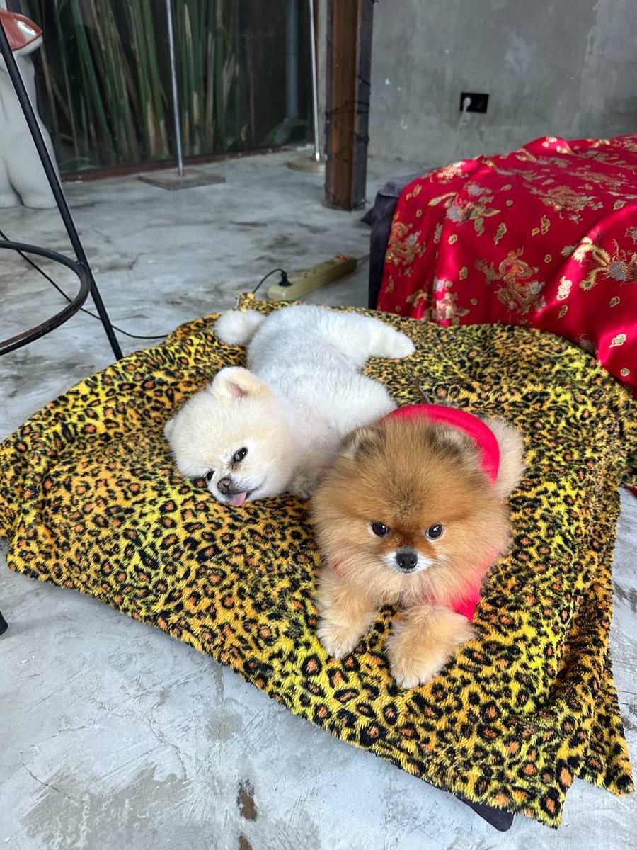 Nadya Basinger tweet media