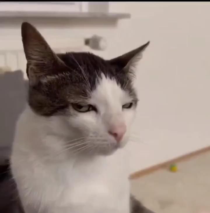 ✩brit 🏳️‍⚧️🏴󠁧󠁢󠁥󠁮󠁧󠁿⁀➴ tweet media