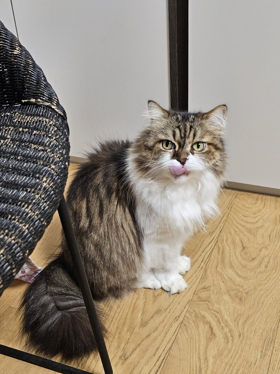 로맨스스캠 tweet media