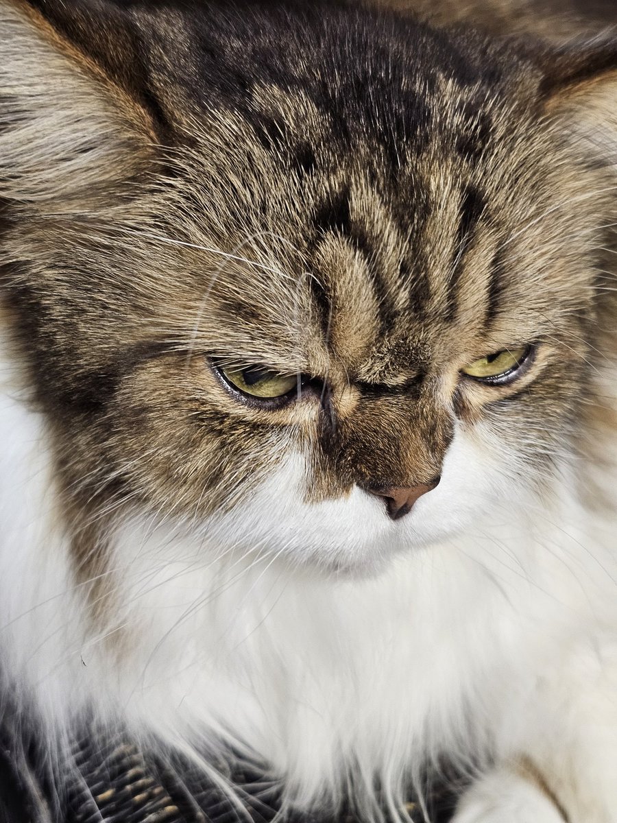 로맨스스캠 tweet media