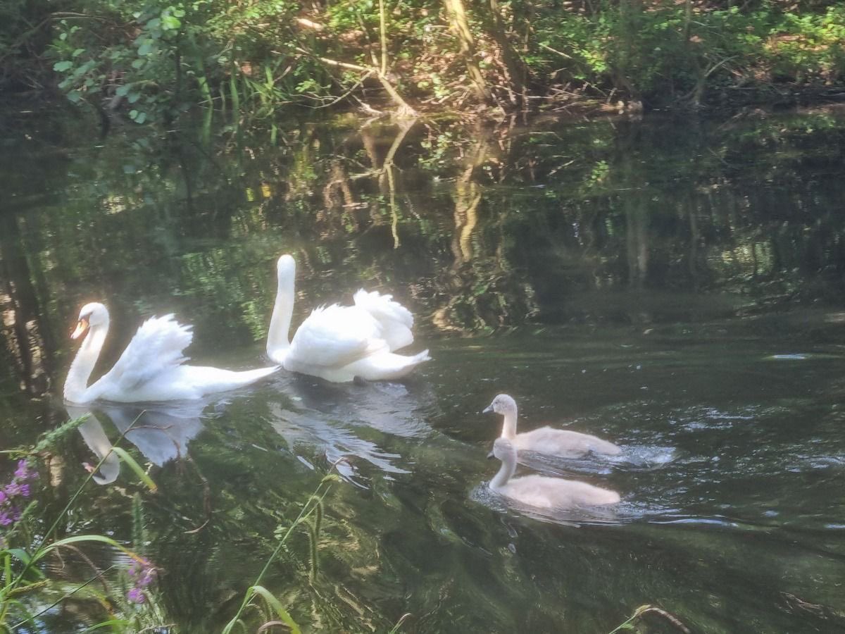 gal౨ৎ tweet media