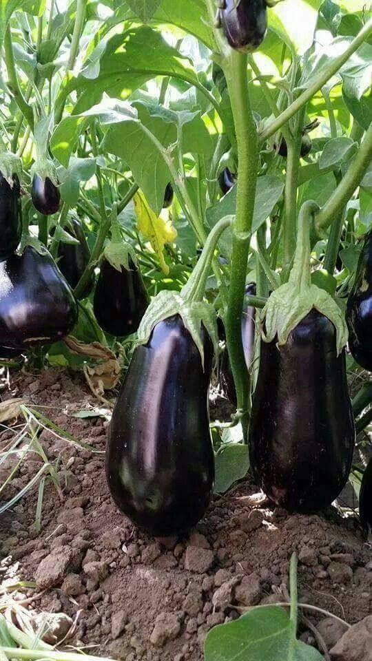 Sweet Adventures tweet media