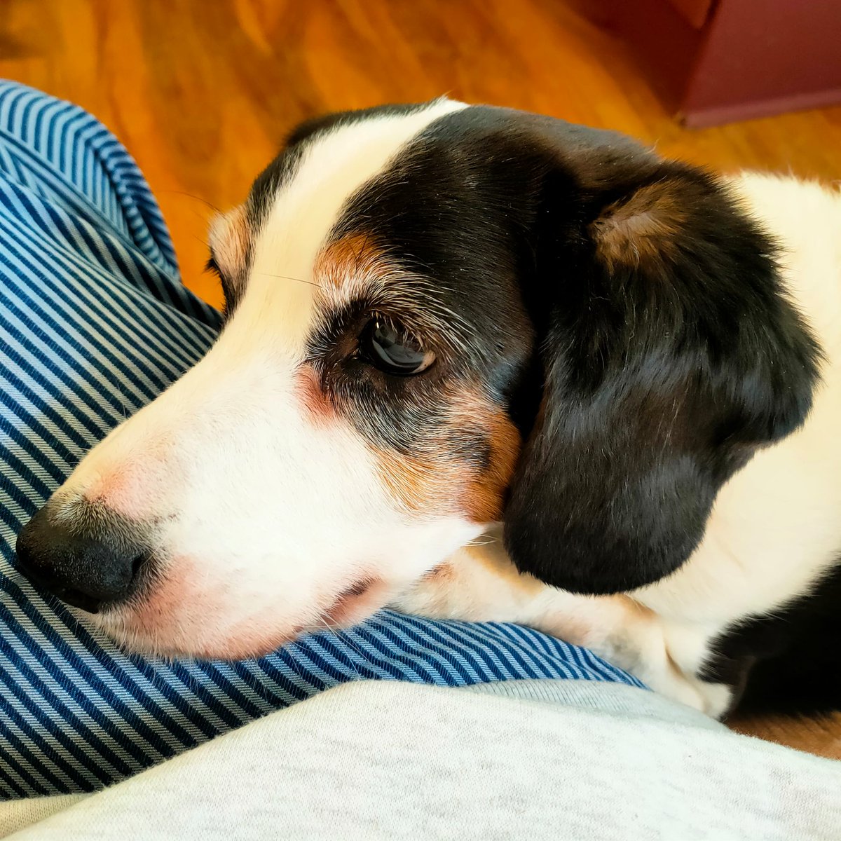 homemadedad's tweet image. My girl went to sleep for the last time this morning. Back with her sister. They bring so much joy but devastating at the end..
#dadlife
#dogdad
#dogsoftwitter
#puppy