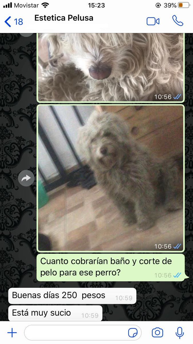 No mamen, es necesario humillar a mi perro? 😡