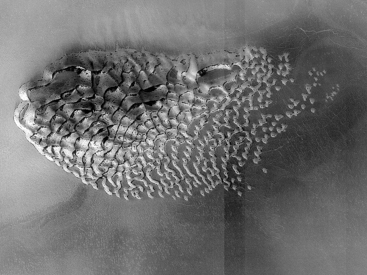 HiRISE's tweet image. HiPOD: The Jewel in the Crater

This observation was requested to monitor frost deposition, evolution, and sublimation activity of this beautiful dune field at the bottom of an impact crater. 

uahirise.org/hipod/ESP_0768…
NASA/JPL-Caltech/University of Arizona
#Mars #science #NASA