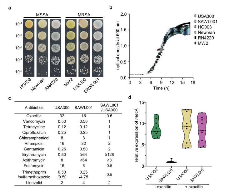 ASMicrobiology's tweet photo. Different MRSA strains have distinct evolutionary strategies: USA300 appears to favor aggressive virulence, whereas SAWL001 shows greater metabolic and genomic flexibility, suggesting the need for lineage-specific control strategies. #mSystems: https://t.co/oUuifjfCkh https://t.co/NmsEdtfBKU