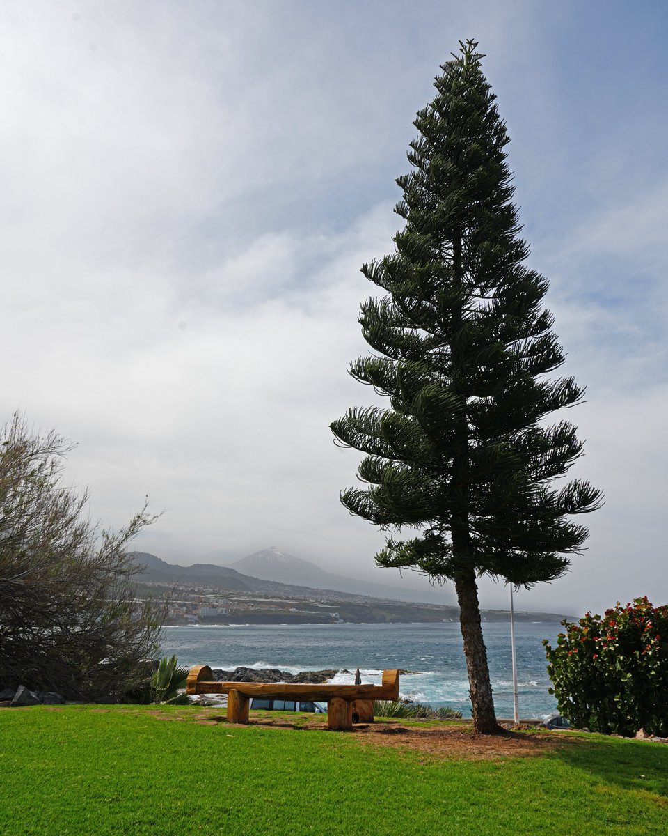 Turismo La Laguna tweet media