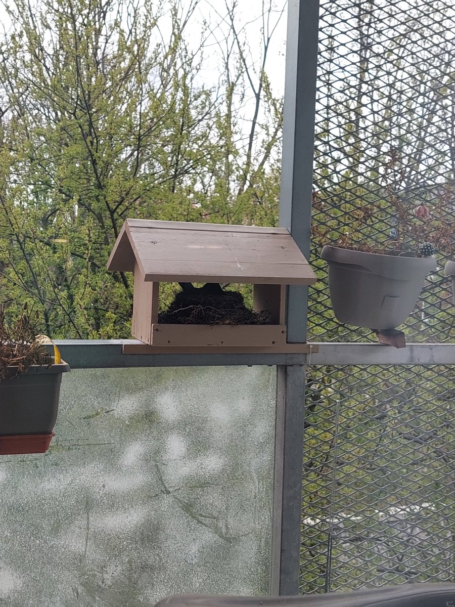 TheaSatneshamah's tweet photo. @LucieH_GHMP @CAMPPraha U nás už se sedí na vejcích! 🐦‍⬛🪺❤️
Loni tři mláďata, uvidíme, jak letos. Krásný pozorování přeju! #birdwatching #naBalkoně https://t.co/GpQX7zSj87