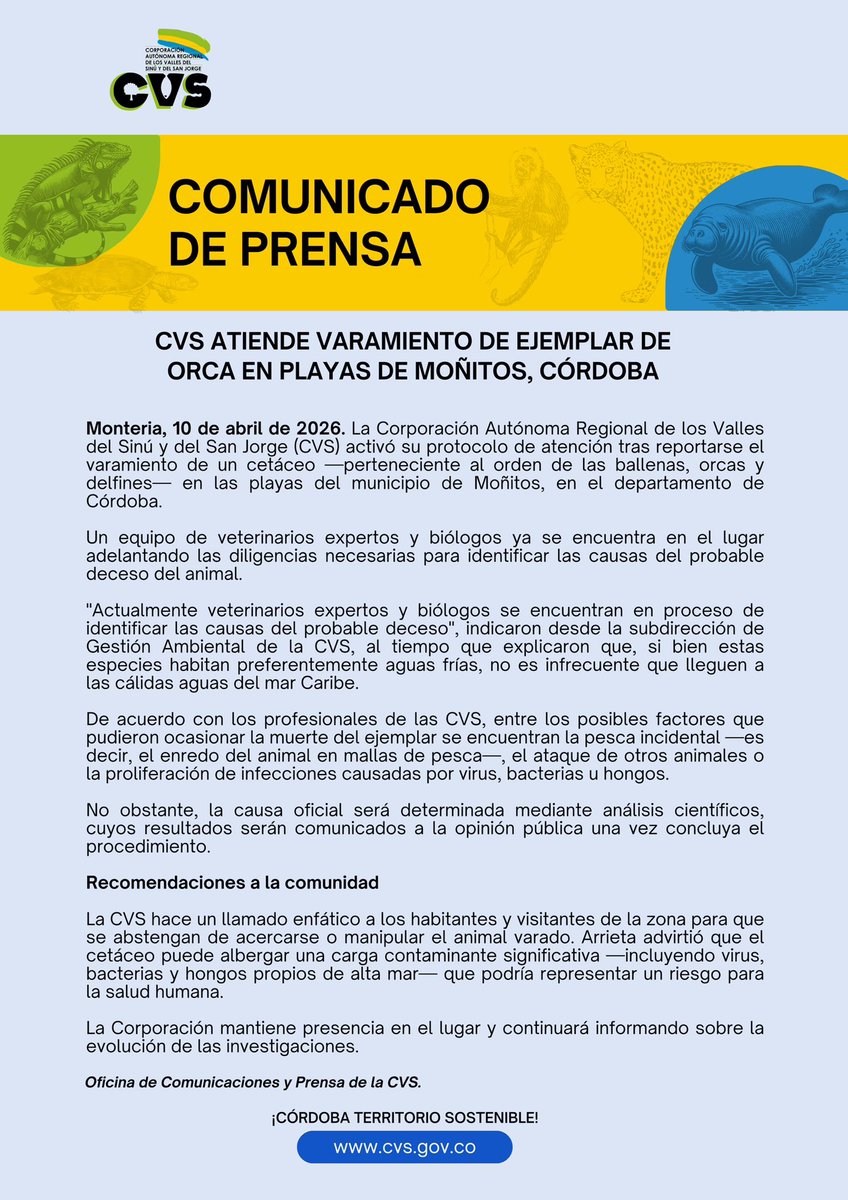 CorporacionCVS's tweet photo. #CVSInforma 🚨 La CVS atiende el varamiento de una orca en playas de Moñitos, Córdoba. Expertos y biólogos investigan las causas del deceso. Autoridades piden a la comunidad no acercarse al animal por riesgo.
Más información 👇🏻 https://t.co/QWxWk8ptHC