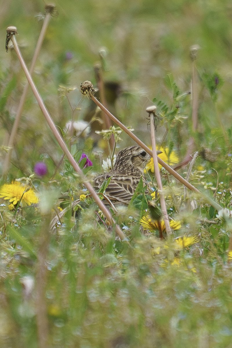 Japan_NatureW's tweet photo. 農耕地の草地で採餌中
#カワラヒワ #ヒバリ
#orientalgreenfinch #eurasianskylark
#hyogoprefecture https://t.co/kCKzYjyihb