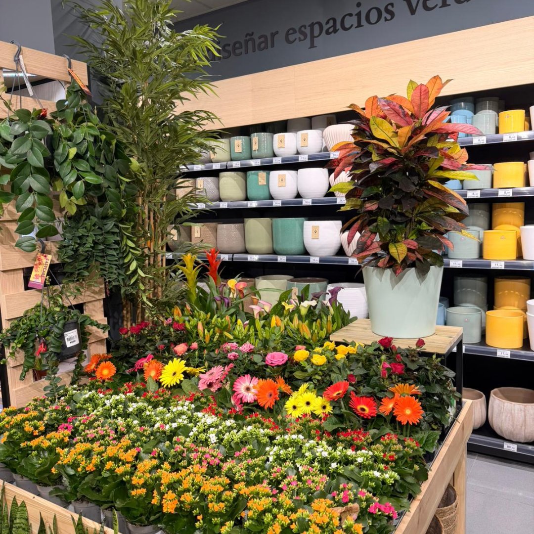 Verdecora tweet media