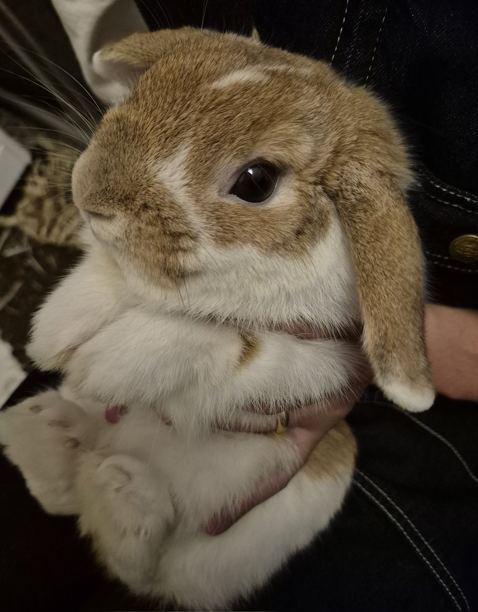 おやレプ
Good night from Lep！