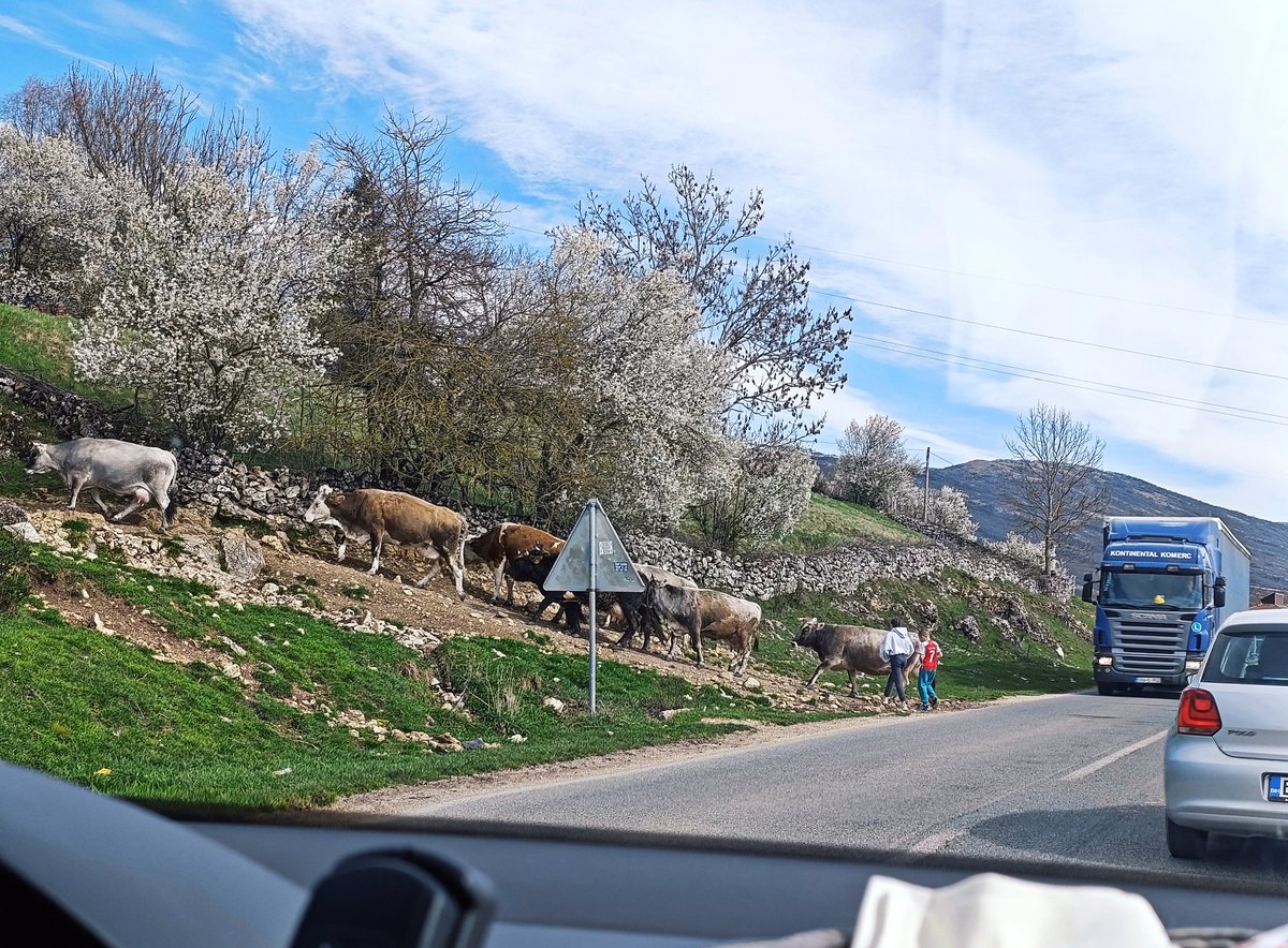 Zerek sokak tweet media