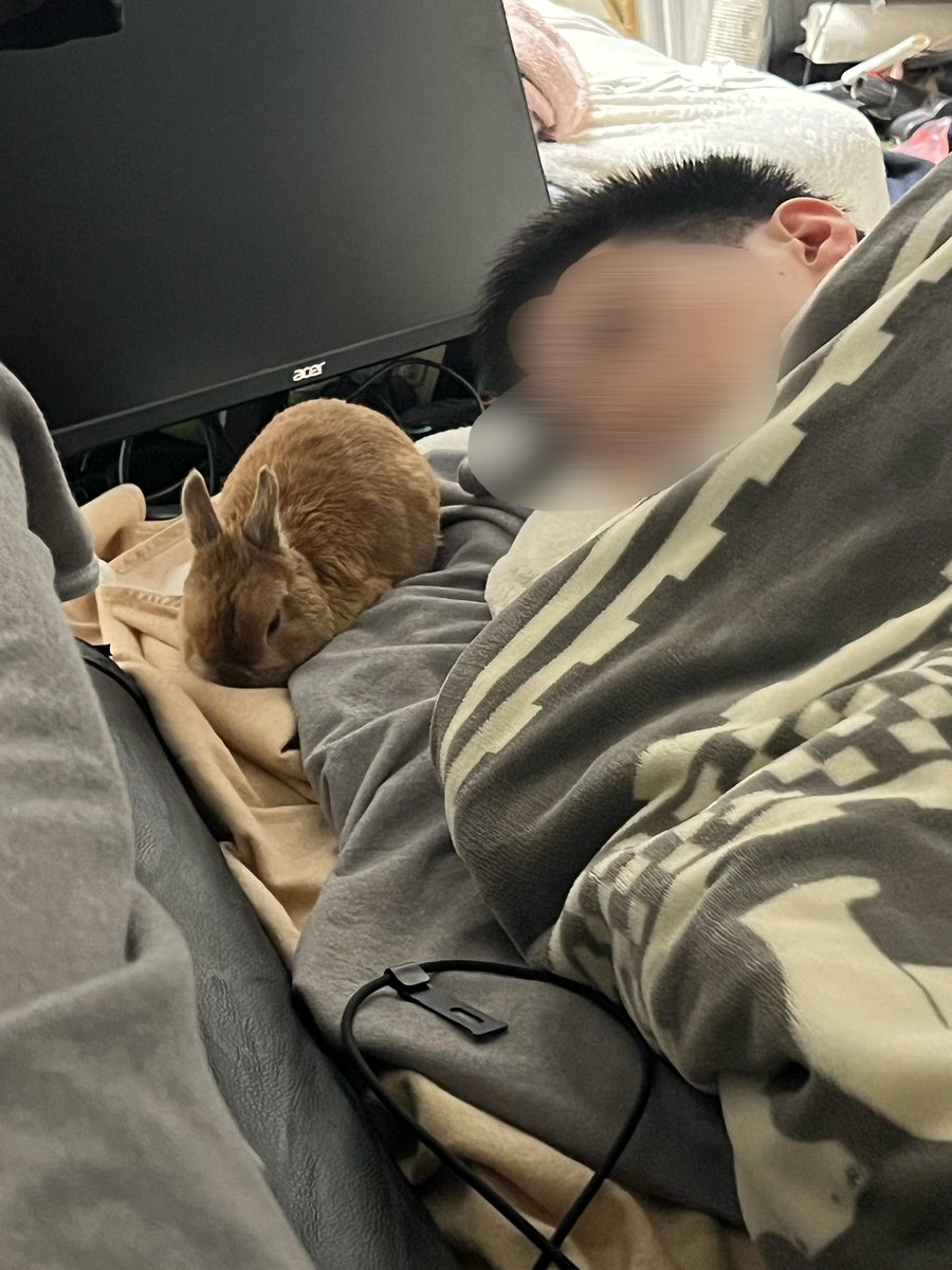 ポピー(ウサギ) モニ(飼い主) tweet media