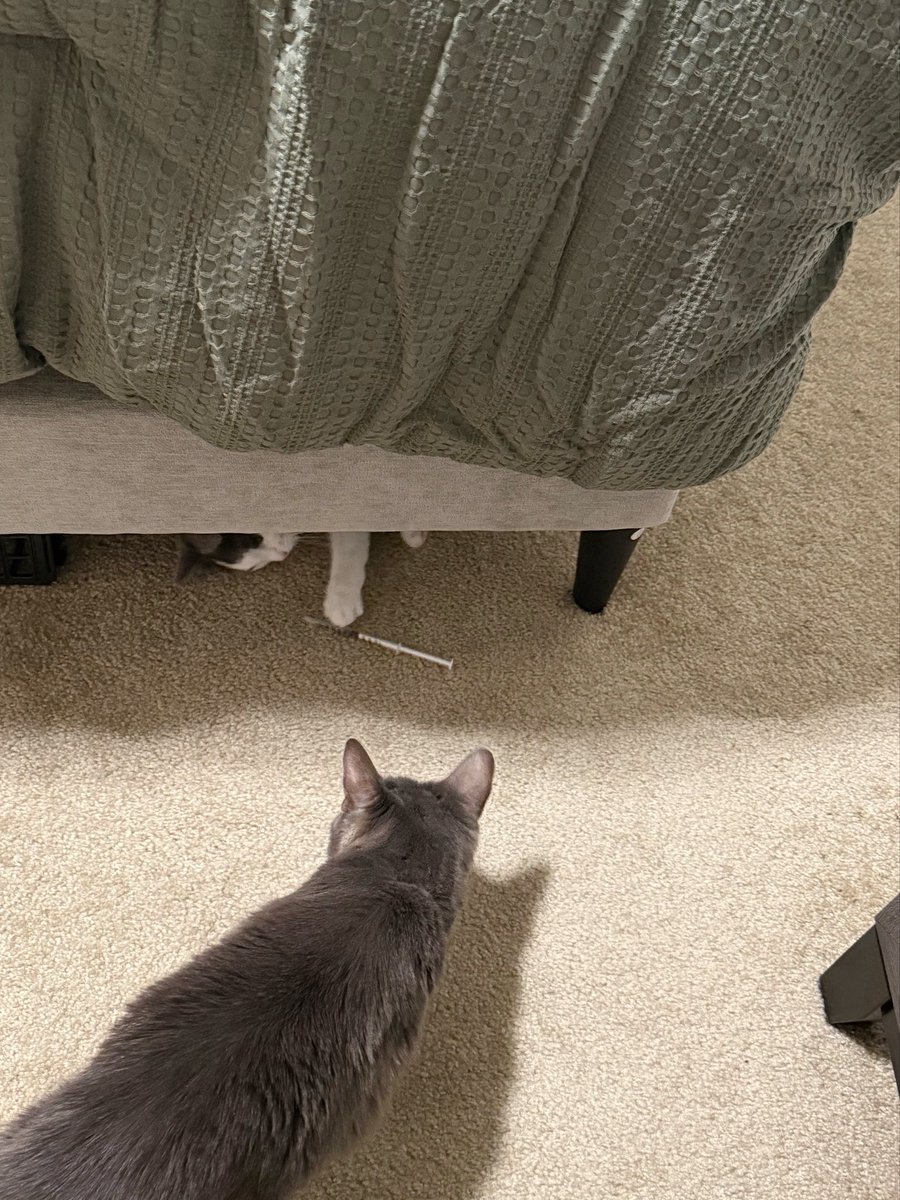 Friends of Bear Cat Rescue tweet media