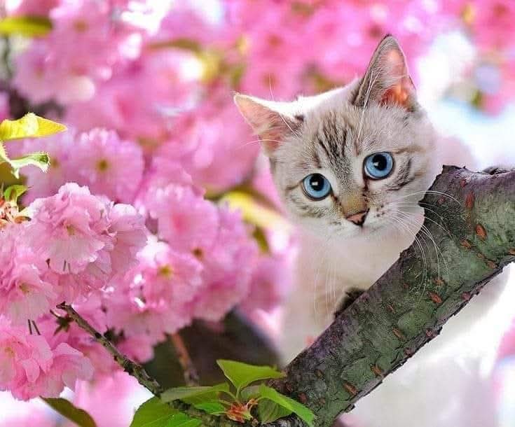 When you say Cherry Blossom you think of Japan and the magnificent scenery during the Sakura Matsuri spring festival

#SakuraMatsuri #cherryblossom #spring