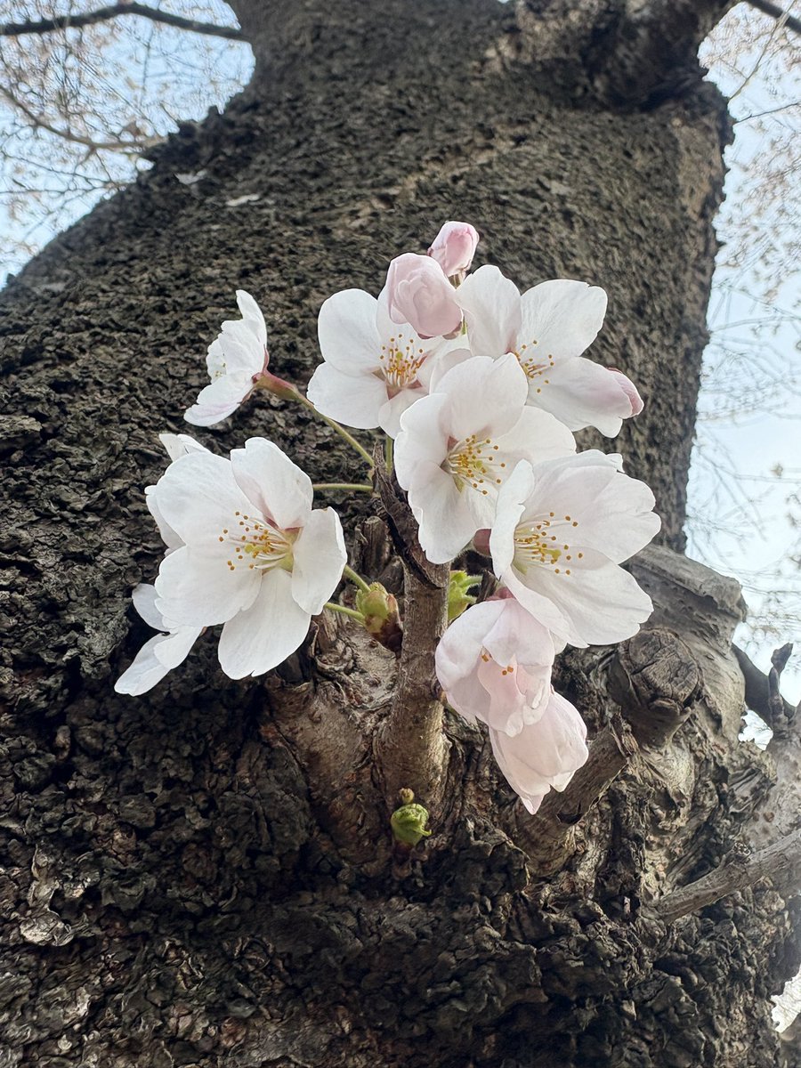 多田 竜也◤SASUKE/ninja warrior◢ tweet media