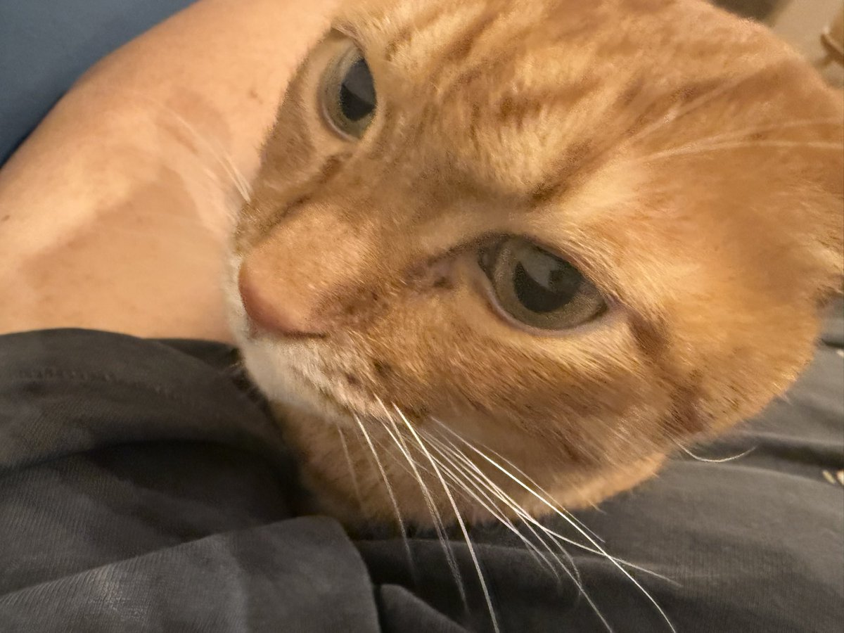 mint_iskw's tweet photo. 猫アレルギーなんや、わい https://t.co/5g4XWd0nMZ
