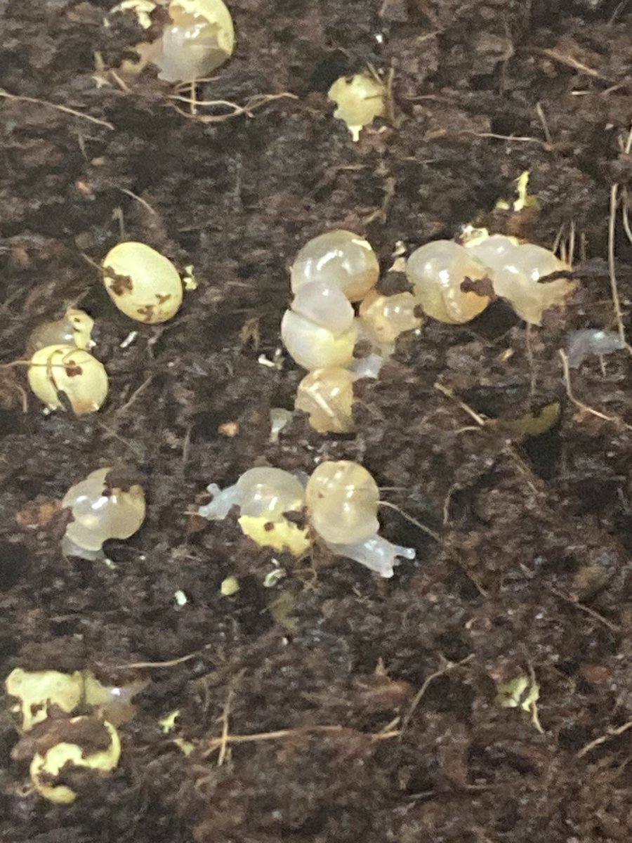 콩솜츠키 tweet media