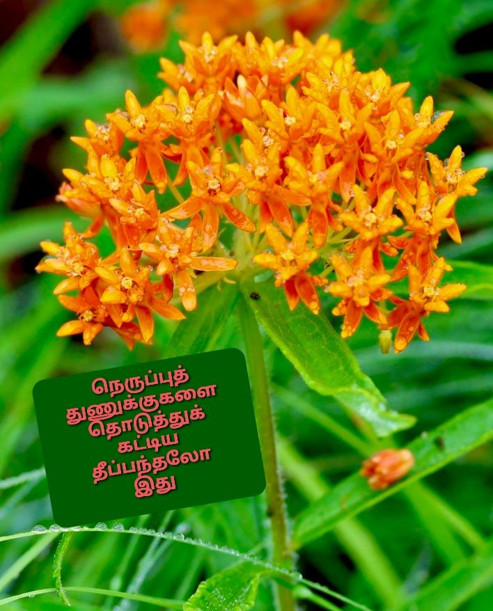 சுகந்தீ! tweet media