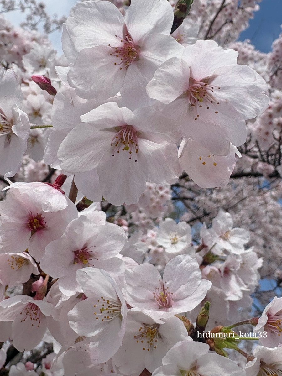 こたま tweet media