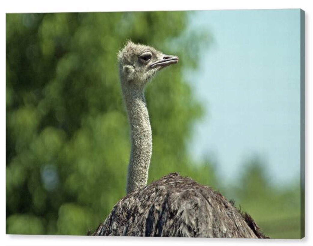 shonna99784's tweet image. Majestic Comical Ostrich in Nature - Canvas Print shonnahawkinsphotography.com/featured/majes…

This funny character is all yours through the link above ☝️ 

#Majestic #Comical #Ostrich #Nature #CanvasPrint #HomeDecor #ShonnaHawkins
