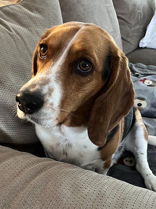 B.O.N.E.S. Beagles tweet media