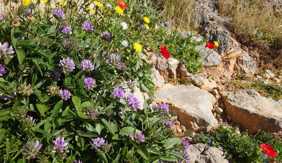 ふたば tweet media