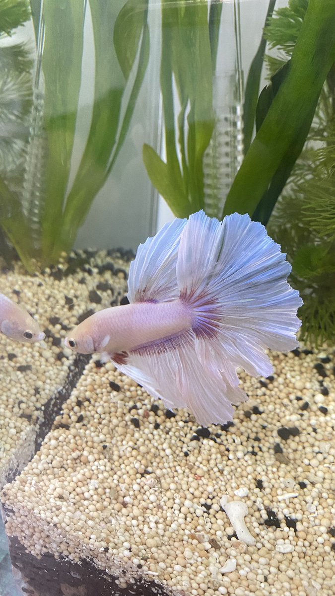 ⎯ ˚adele⋆.ᐟ tweet media