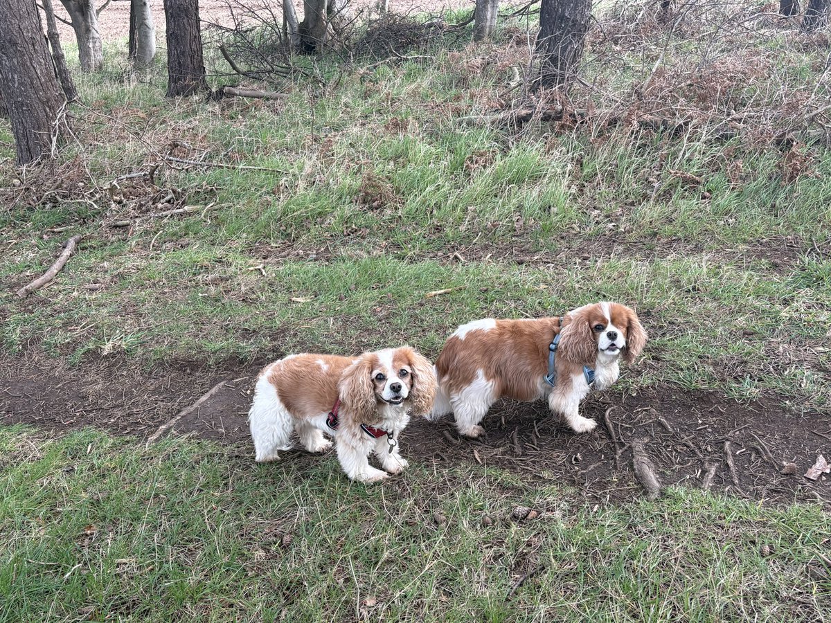arrbee54's tweet image. We’ve had some lovely walks in the countryside back home this week. #cavpack #twoofakind