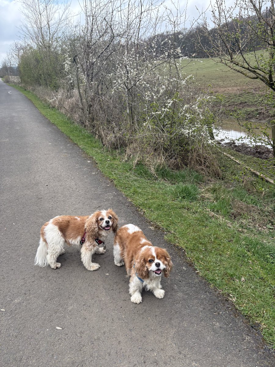 arrbee54's tweet image. We’ve had some lovely walks in the countryside back home this week. #cavpack #twoofakind