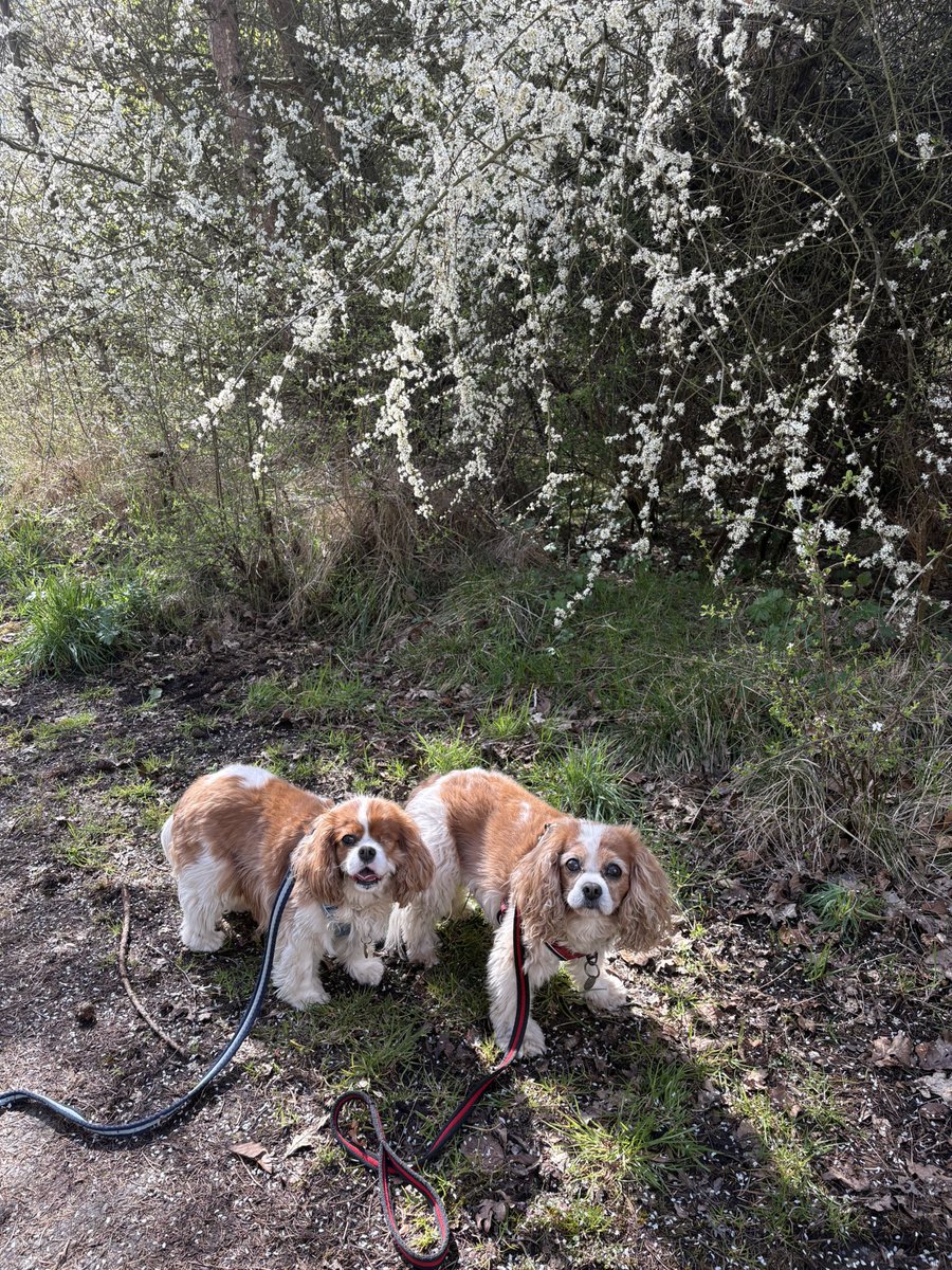 arrbee54's tweet image. We’ve had some lovely walks in the countryside back home this week. #cavpack #twoofakind