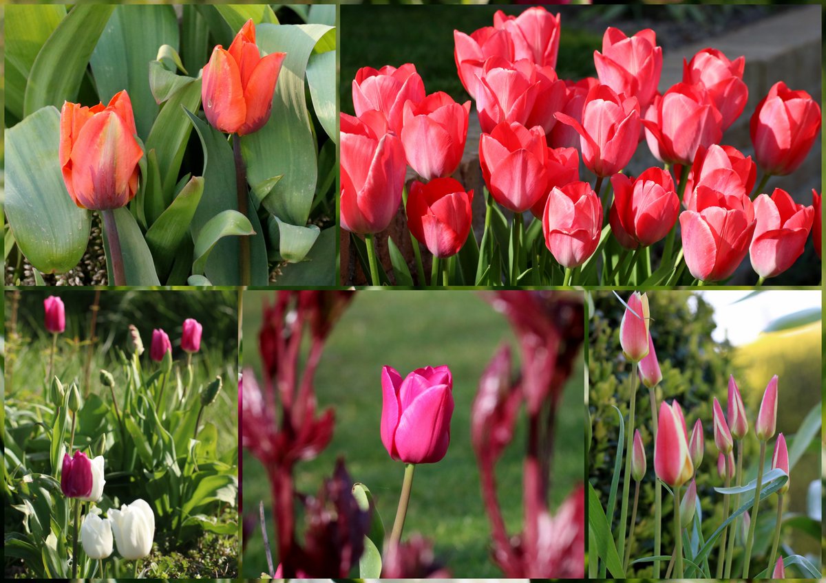 Karin_B_E's tweet photo. Ook in onze tuin is het #TijdVoorTulpen 🌷
I ❤️ april https://t.co/JPB7Kp1EqD