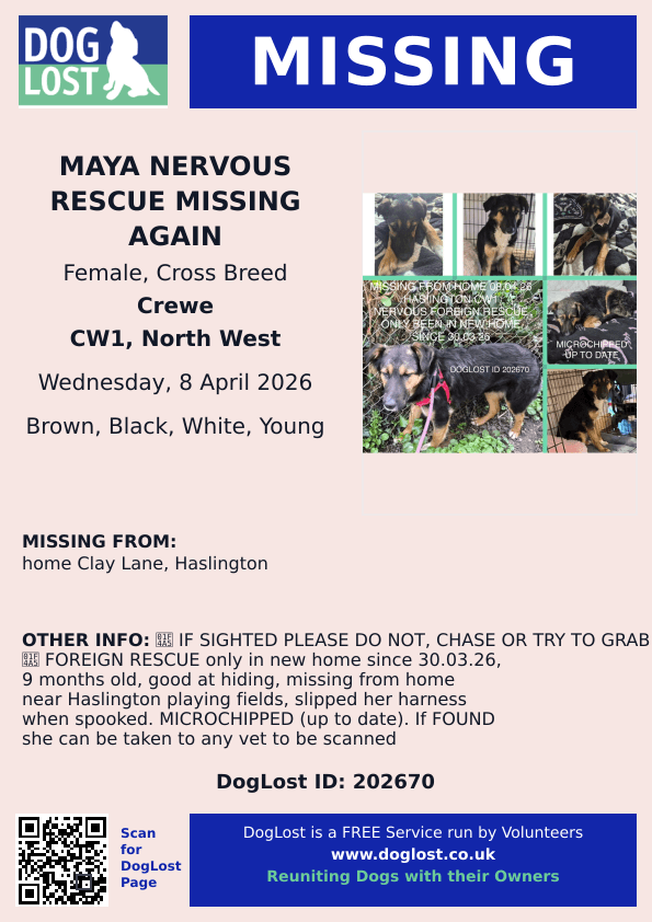 🆘8 APR 2026 #Lost #ScanMe
MAYA NERVOUS RESCUE MISSING AGAIN
Cross Breed Female
Clay Lane #Haslington #Crewe #Cheshire #CW1
doglost.co.uk/dog/202670