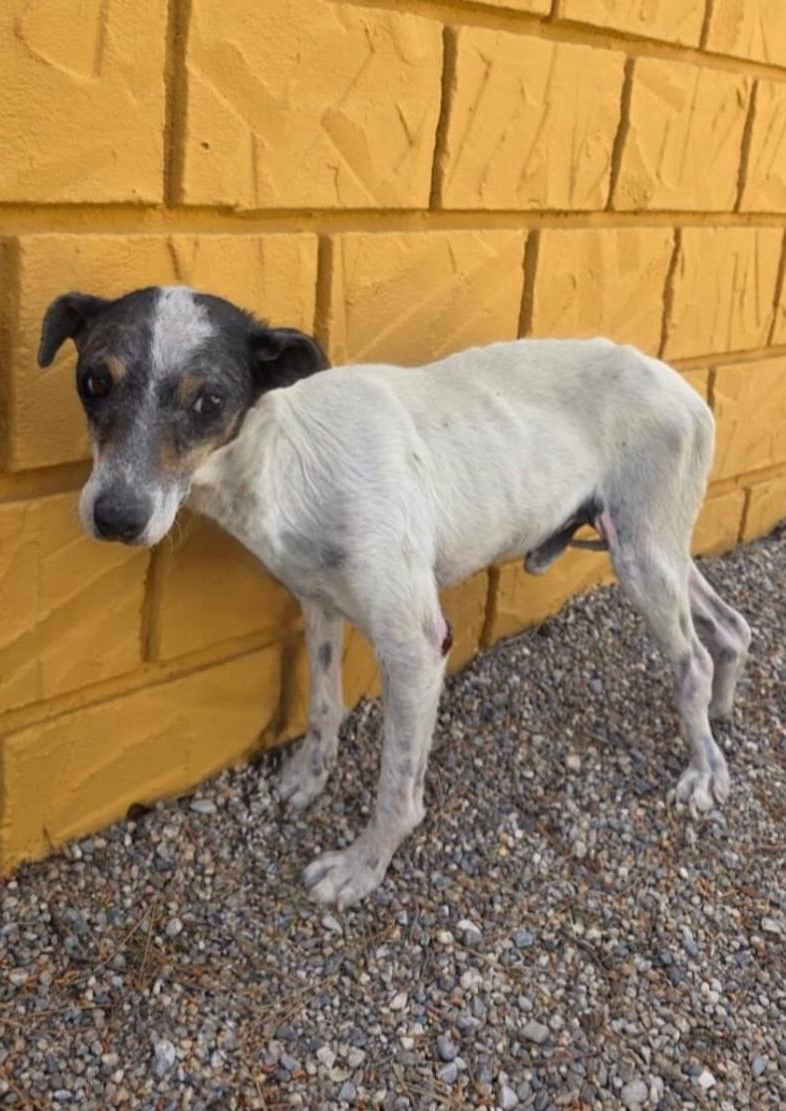 SOS Abuelos tweet media