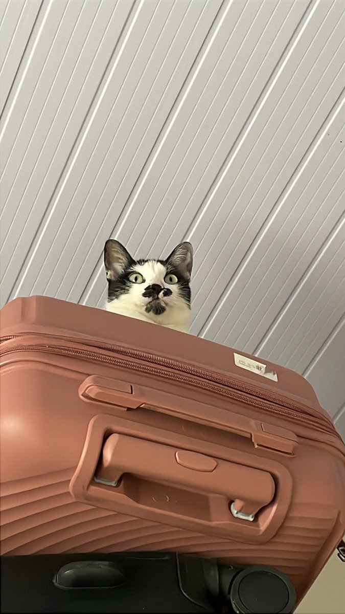 t-rexbica tweet media