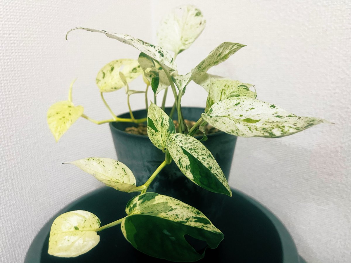 九州の植物ショップを巡るひなぎく tweet media